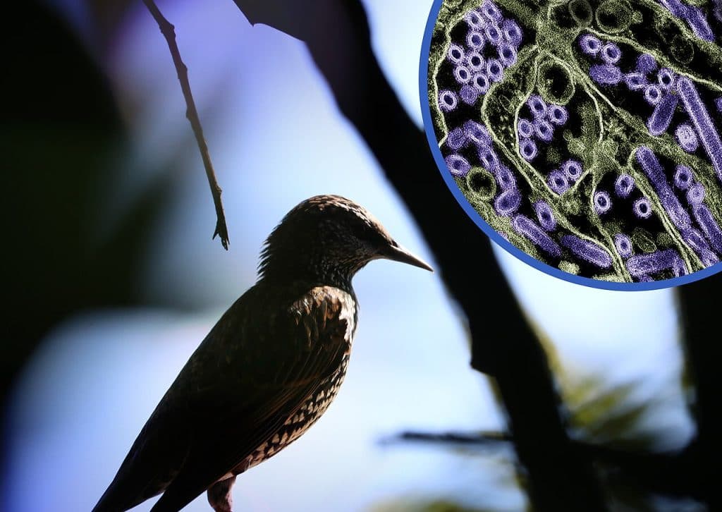 Photo d'un oiseau sauvage. Dans le coin supérieur droit figure une micrographie électronique à transmission colorisée de particules du virus H5N1 (violet). Photo de l'oiseau : NIAID ; la micrographie, repositionnée et recolorée par le NIAID, est une gracieuseté du CDC.
