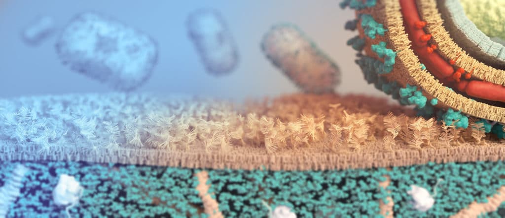 Au premier plan se trouve une vue en coupe de la version enveloppée extracellulaire du virion mpox. Ici, il est montré en liaison avec les glycosaminoglycanes (GAG ou mucopolysaccharides). Celles-ci sont représentées par des projections de plumes intégrées dans la bicouche lipidique d'une cellule hôte humaine. Au sein de l’hôte humain se trouvent des protéines et de petites molécules représentées en bleu vert. L'enveloppe externe du mpox se lie aux GAG et fusionne plus tard avec la membrane de l'hôte humain. Le virion mature pénètre ensuite dans la cellule hôte humaine. Le virion mature est parsemé de structures protéiques tubulaires et d’autres protéines virales représentées en rouge. Au-dessous de cette couche se trouve la couche palissade qui entoure la nucléocapside qui renferme l'ADN double brin du virus mpox. On voit à l'arrière-plan des virions mpox enveloppés. Crédit : NIAID.
