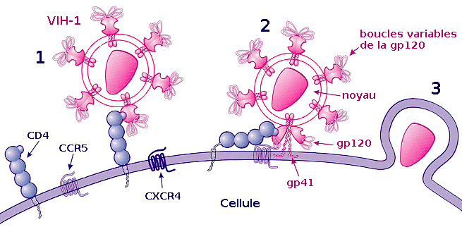 Attachement du VIH sur une cellule T4