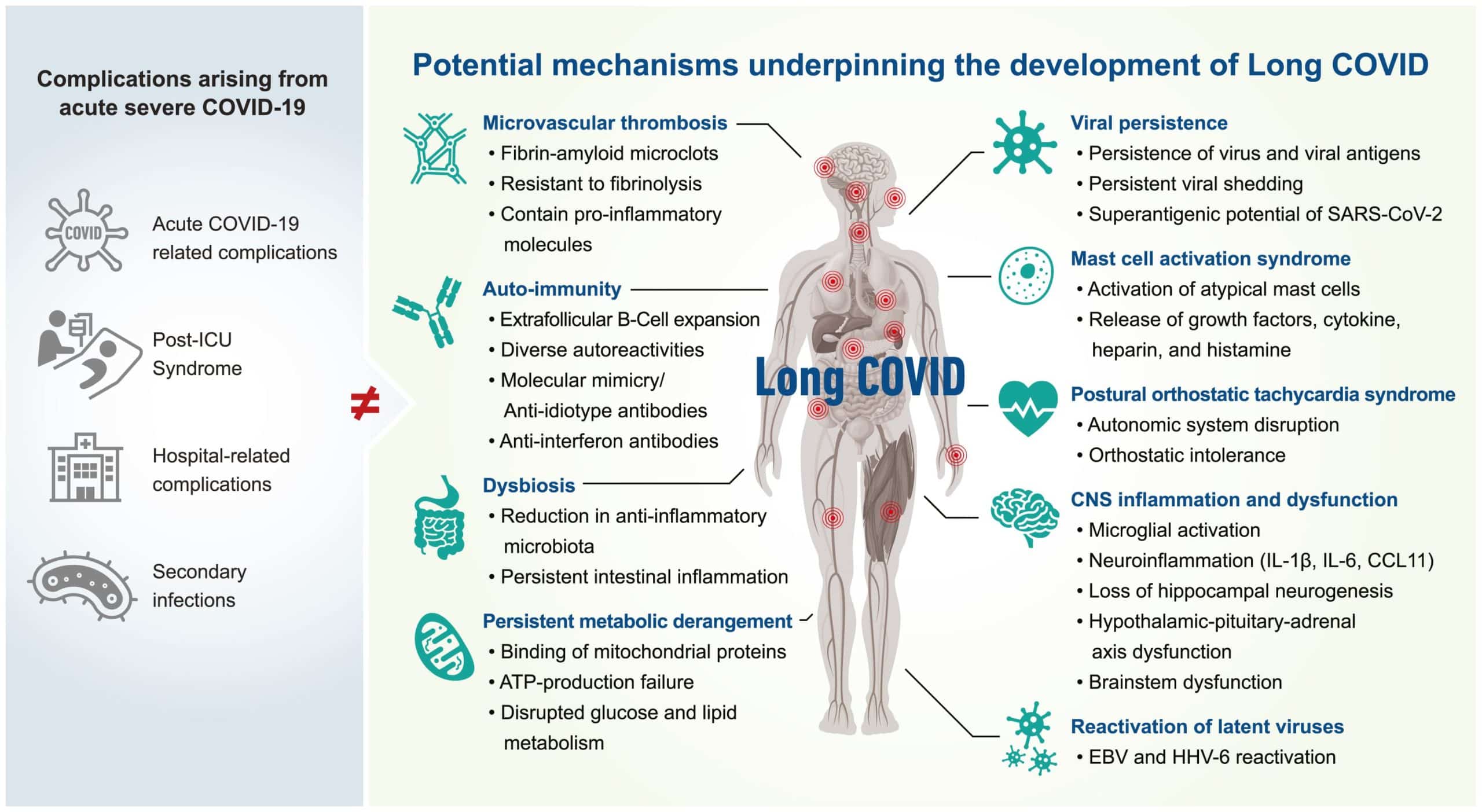 Figure 1 : Les mécanismes biologiques potentiels à l’origine du développement du Covid long. 