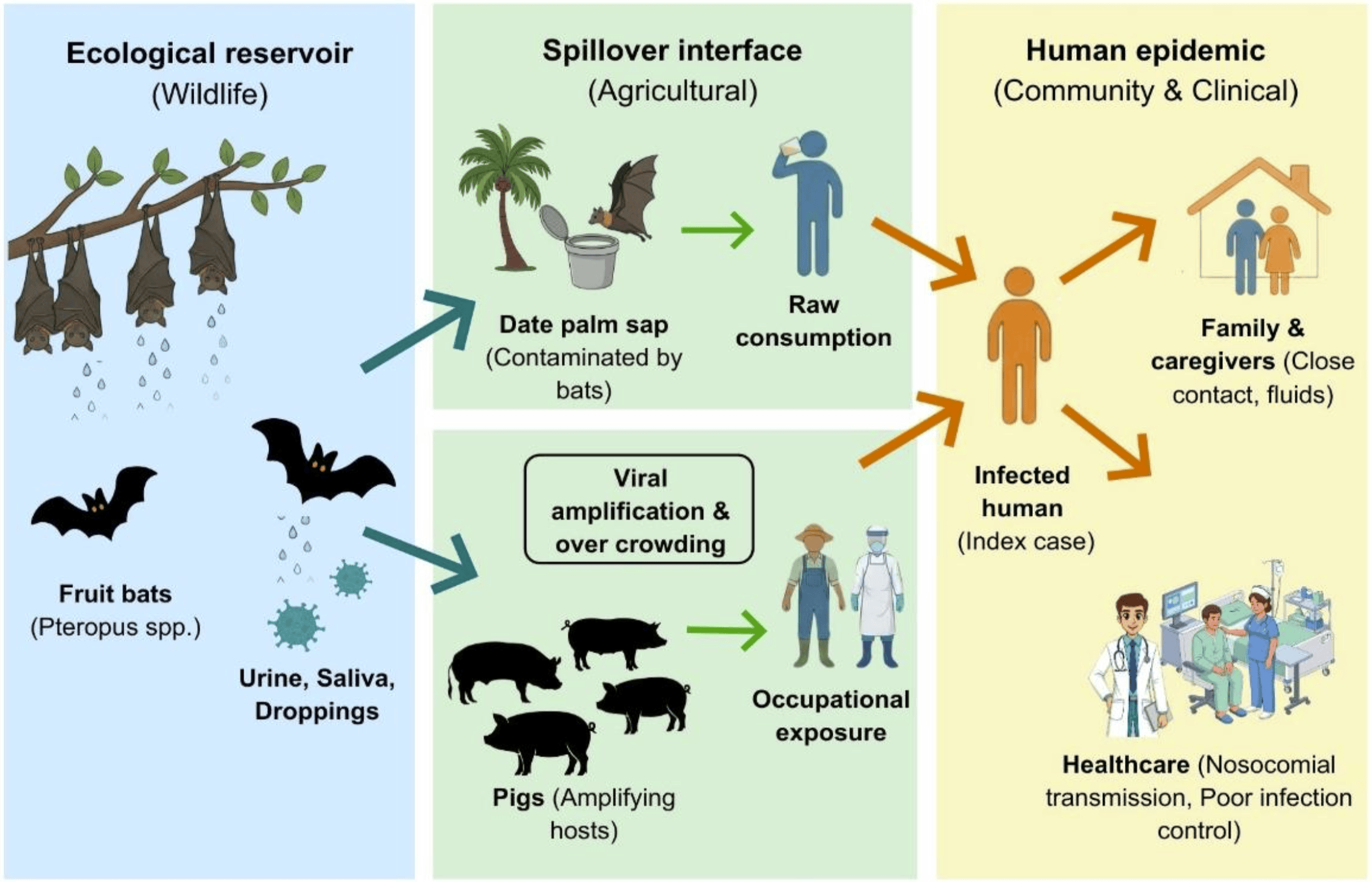 Cycle de transmission du virus Nipah (NiV), de l'animal à l'homme.